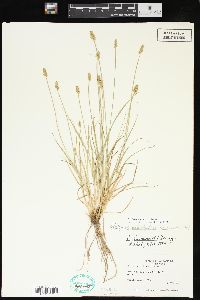 Carex leavenworthii image