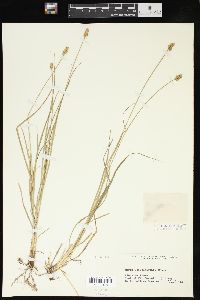 Carex leavenworthii image