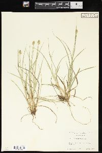 Carex leavenworthii image