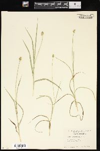 Carex leavenworthii image