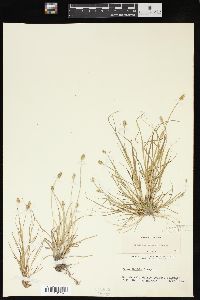 Carex leavenworthii image