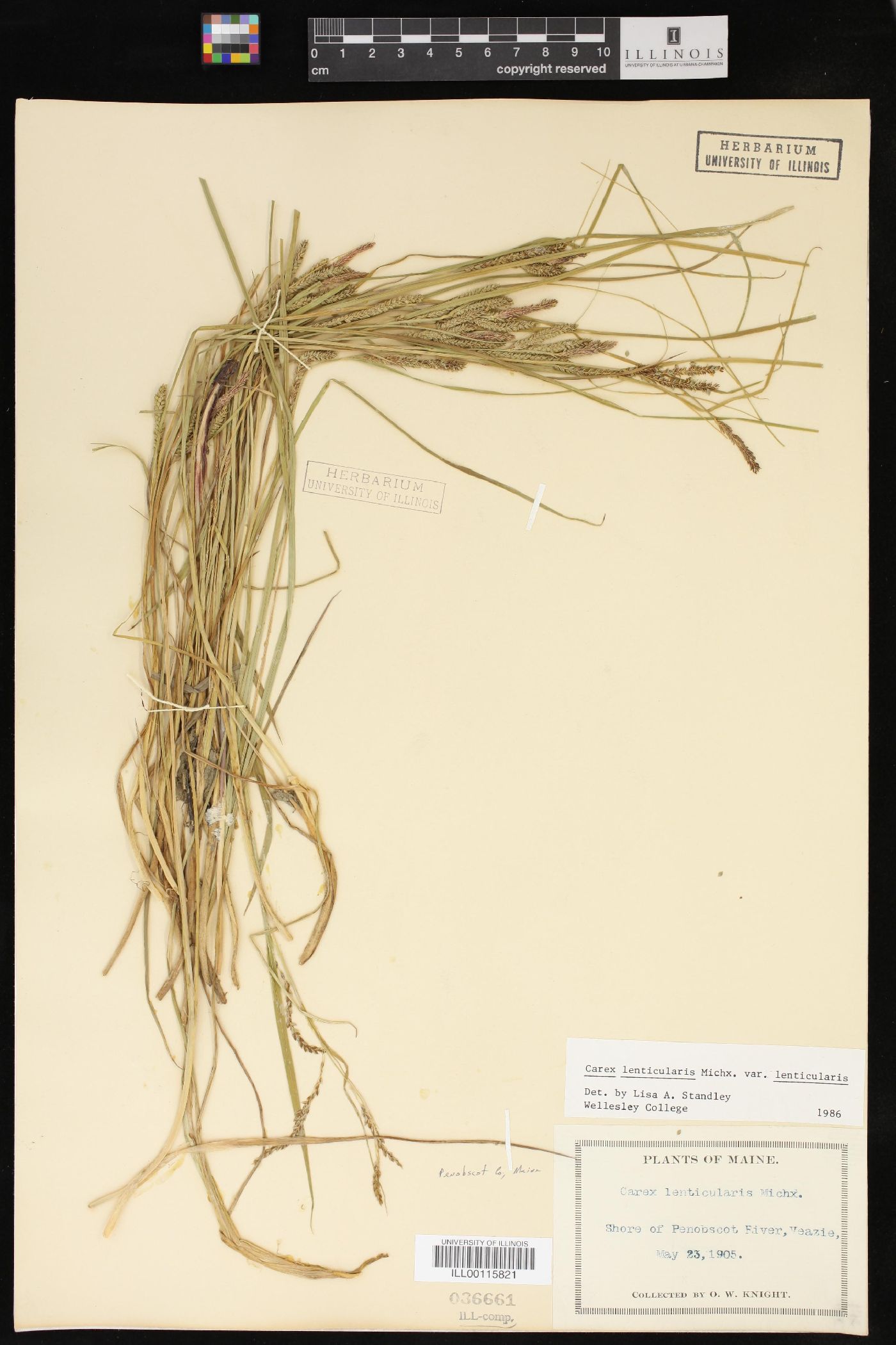 Carex lenticularis var. lenticularis image