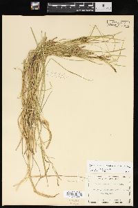 Carex lenticularis image