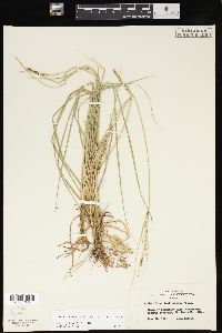 Carex lenticularis image