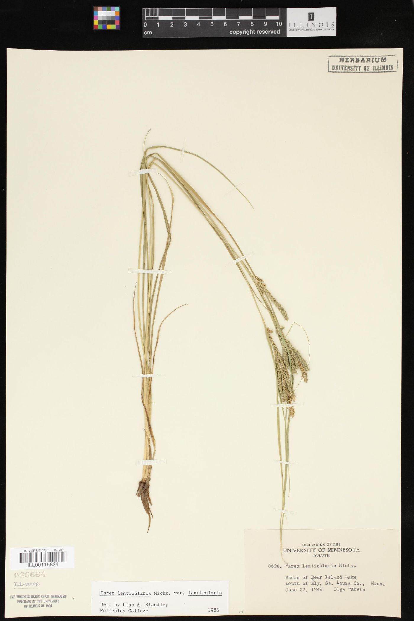 Carex lenticularis var. lenticularis image