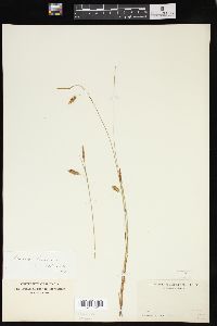 Carex limosa image