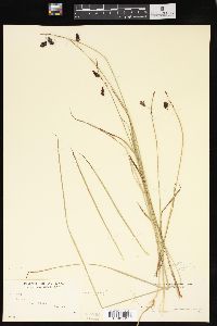 Carex limosa image