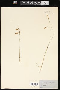 Carex limosa image