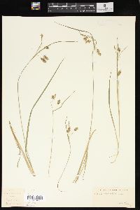 Carex limosa image