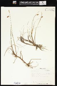 Carex limosa image