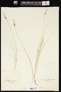 Carex livida image