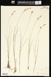 Carex livida image