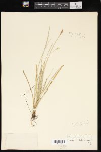 Carex livida image