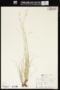 Carex loliacea image