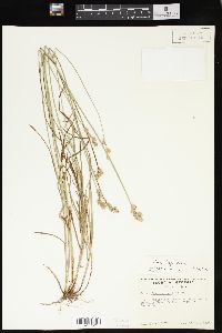 Carex longii image