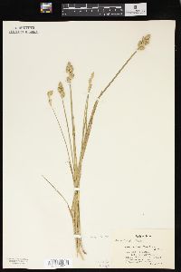 Carex longii image