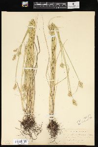 Carex albolutescens image