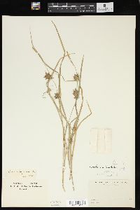 Carex louisianica image