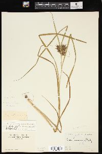 Carex louisianica image