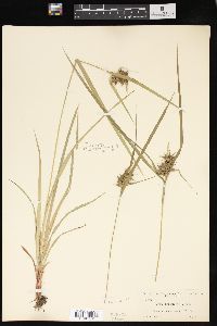 Carex louisianica image