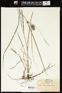 Carex louisianica image