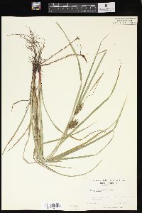 Carex louisianica image