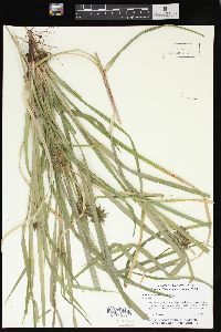 Carex louisianica image