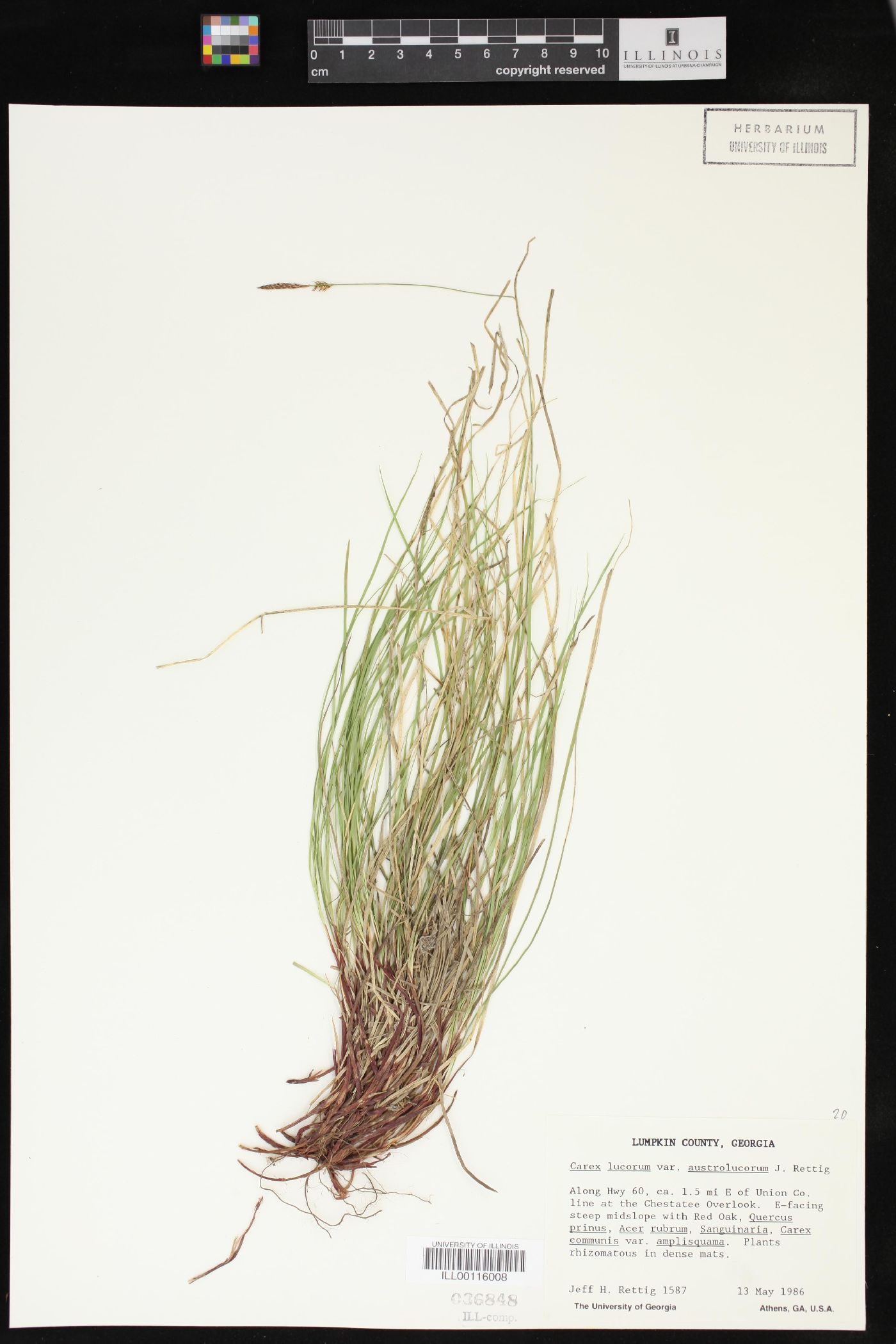 Carex lucorum image