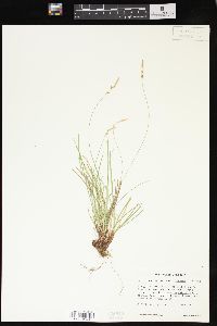 Carex lucorum image