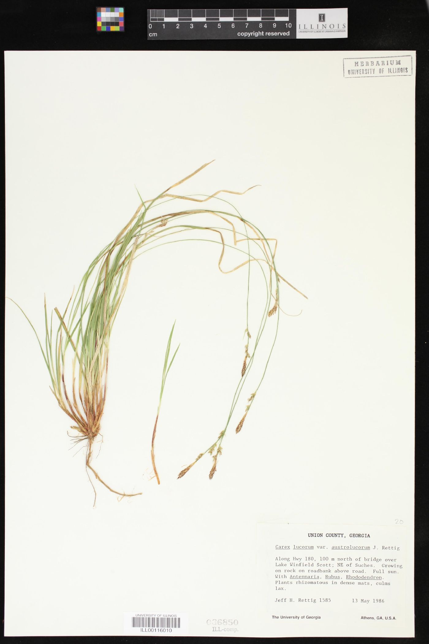 Carex lucorum image