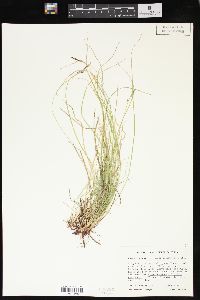 Carex lucorum image