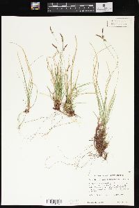 Carex lucorum var. austrolucorum image