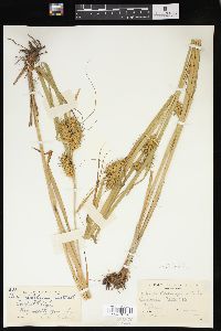 Carex lupuliformis image