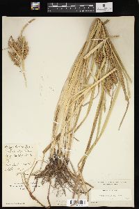 Carex lupuliformis image