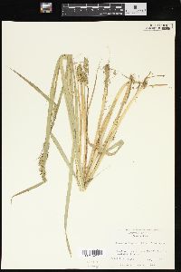 Carex laevivaginata image