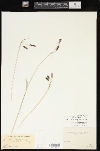 Carex lyngbyei image