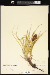 Carex macrocephala image