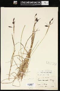 Carex macrochaeta image