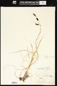 Carex macrochaeta image