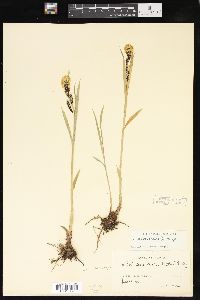 Carex macrochaeta image