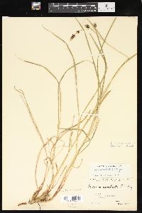 Carex macrochaeta image