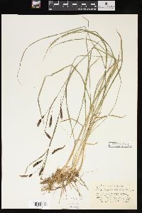 Carex macrochaeta image