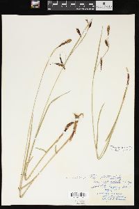 Carex macrochaeta image