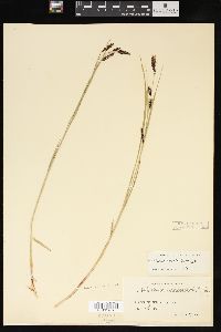 Carex macrochaeta image