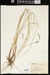 Carex macrochaeta image