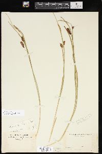 Carex x stenolepis image