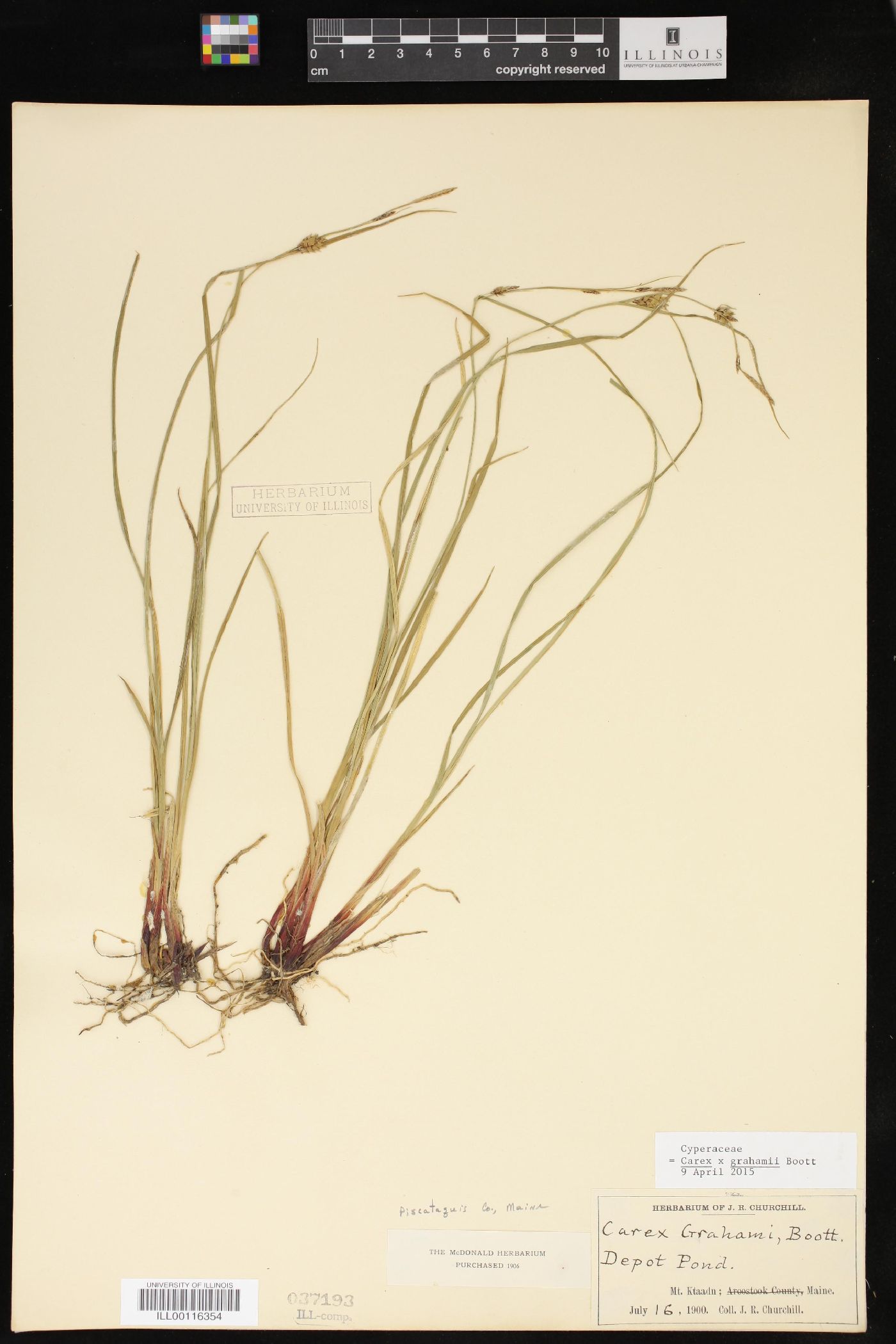 Carex x stenolepis image