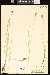 Carex praegracilis image