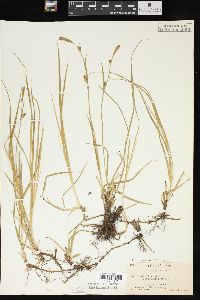 Carex meadii image