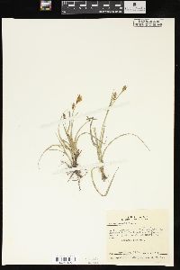 Carex meadii image